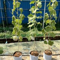 Ebbene sì: in Cambogia fanno il vino