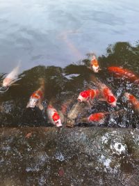 takamatsu-giardini-ritsurin-shikoku_2